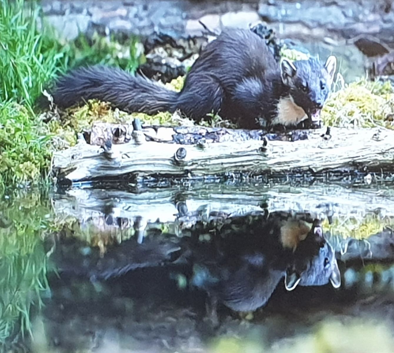 Pine Marten reflected (Chris Reekie)